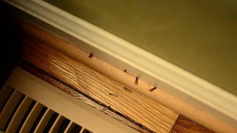 Winged termites beginning to swarm from under air condition register inside home