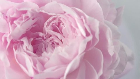 Beautiful pink Peony background. Blooming peony flower rotation, close-up. Wedding backdrop, Valentine's Day concept. Beauty spring romantic rose flower rotated 4K UHD video
