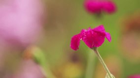 Beautiful pink red flowers with water drops in the garden. Matthiola in the rain, close up, dynamic scene, toned video.