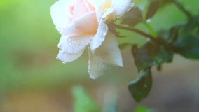 Beautiful Rose with rain drops. Beauty fresh white rose flower growing in summer garden and blooming. Watering plants, raindrops. 4K UHD video slow motion