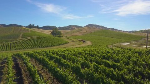 A vineyard on a picture-perfect sunny day with blue skies