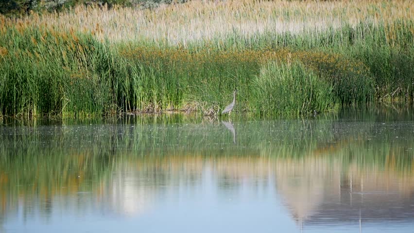 Sandhill Crane walking in the marsh looking for fish