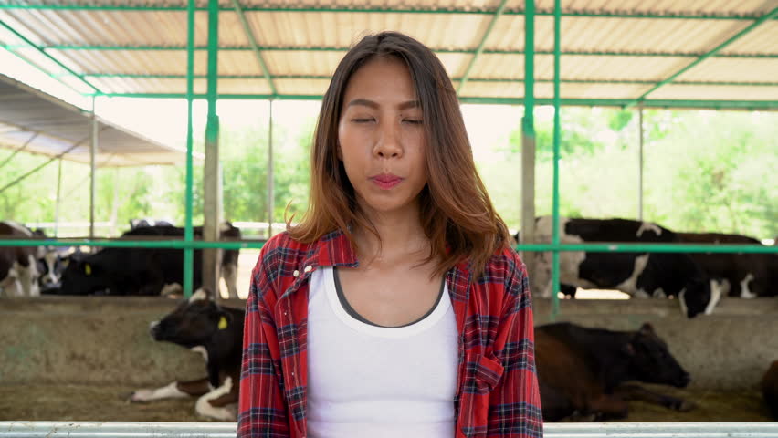 Beautiful asian woman or farmer with and cows in cowshed on dairy farm-Farming, and animal husbandry concept.