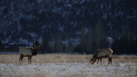 Elk Grazing in a field