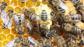 Life and reproduction of bees.
Bees create a wax cocoon of the future bee queen.