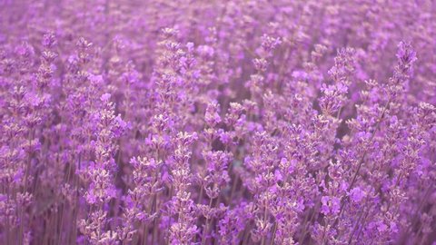 Lavender field, beautiful tender lavender flowers on a wind, 4k pro res video.