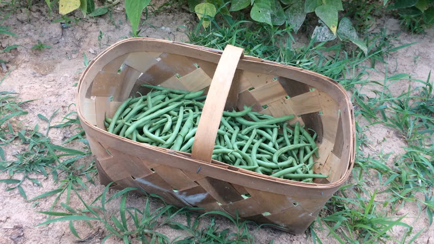 Fresh green beans being picked and put into basket