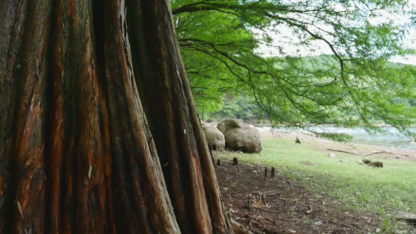 Bald cypress are beside a reservoir. without sounds