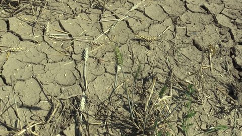 Very drought dry field land with wheat pasta Triticum durum, drying up the soil cracked, climate change, environmental disaster and earth cracks, death for plants and animals, soil degradation