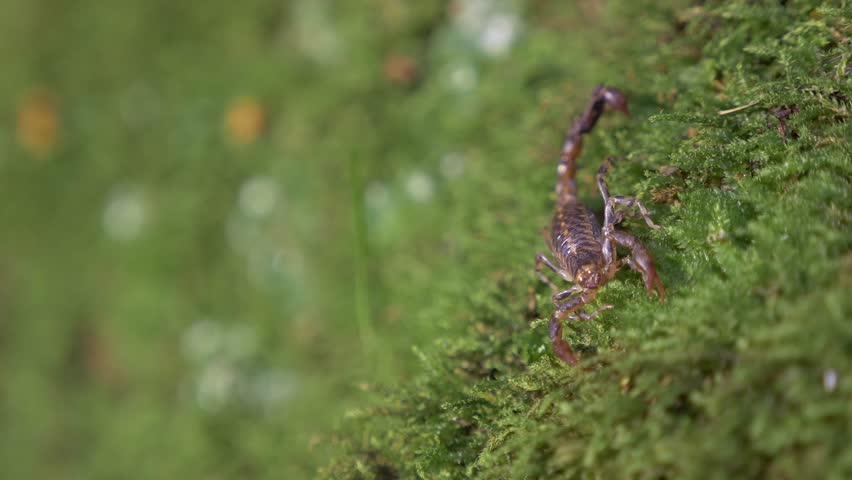 Scorpion on moss carpet facing the camera and showing threatening gesture - close view, shallow depth of field