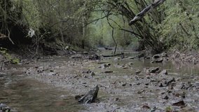 Video of a running creek, brook or river.