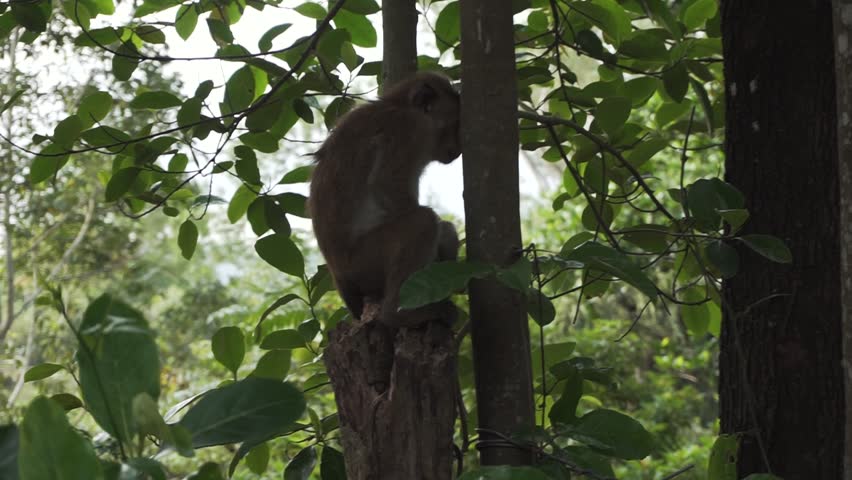 Wild monkey sitting in a tree in the Sri Lankan jungle