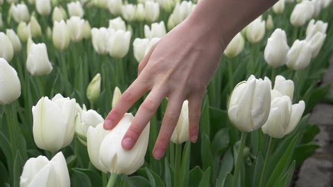 Woman's Hands Touching Tulip. SLO MO CU