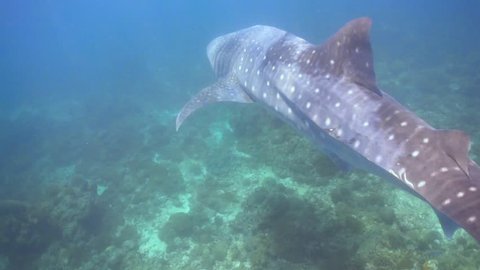 Close encounter with a whaleshark in a shallow reef