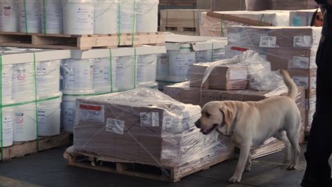 police labrador dog is searching the drug, search warehouse
