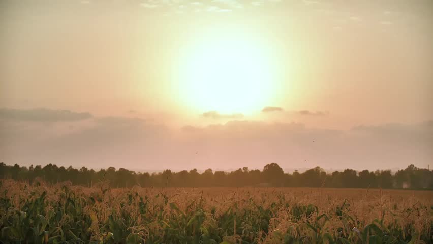 Sunset in cornfield