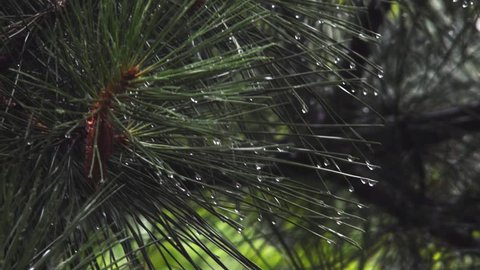 Wet pine needles in the rain close-up. Nature background