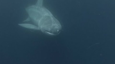 Rare Basking Shark Swimming Through Blue Stock Footage Video (100% ...