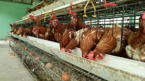 Chicken Egg Farm