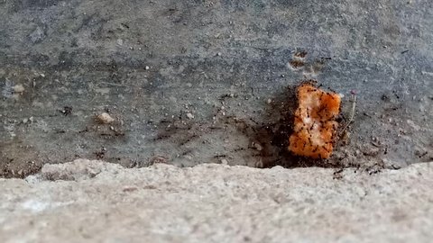The ants are helping food to transport scraps with unity
