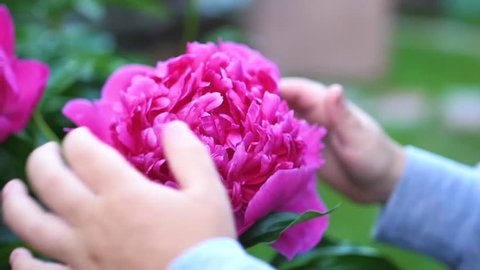 A little cute baby gently enjoys the smell of flowers. The child picks up a flower and inhales its fragrance. Blossoming buds of peonies