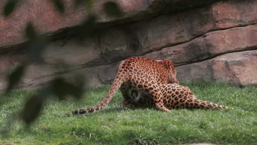 Two leopards playfully fighting | Shutterstock HD Video #1013852987