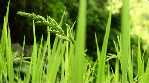 rice plant grass bush field