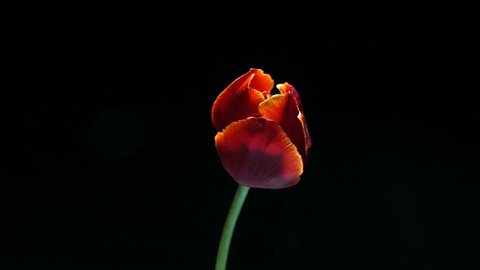 Timelapse of red tulip flower blooming on black background, alpha channel. Easter, spring, valentine's day, holidays concept