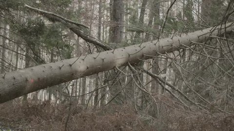 Spruce tree is falling down