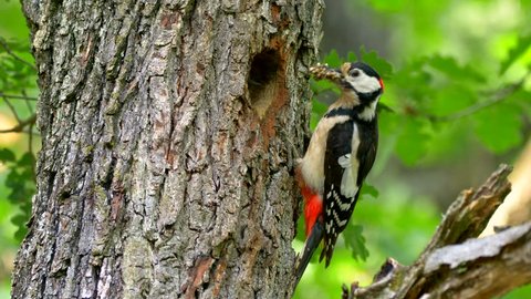 Great spotted woodpecker (Dendrocopos major) feeding baby