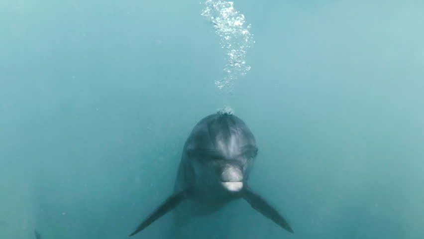 Cute bottlenose dolphin vocalizing underwater closeup  Royalty-Free Stock Footage #1013861966