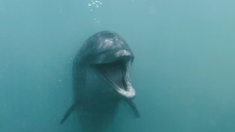 Cute bottlenose dolphin vocalizing underwater closeup 