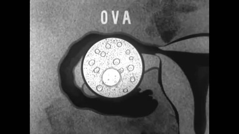 CIRCA 1950s - A silent film about how a woman becomes pregnant.