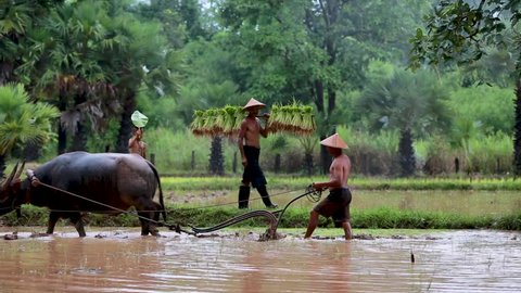 Thailand The farmer family working together on rice field or farming. Format HD. 
