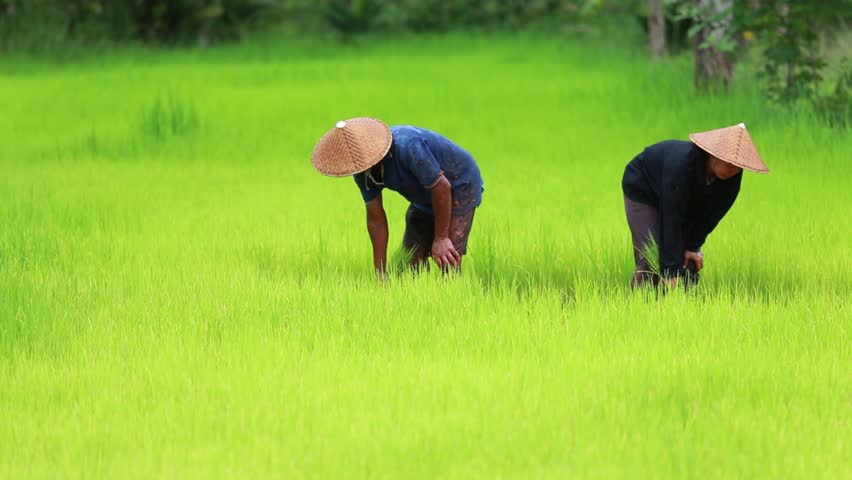 A couple of farmers working on a green rice field together in Thailand. | Shutterstock HD Video #1013871533