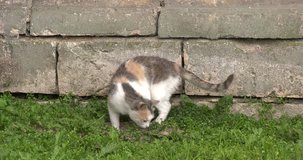 4K summer day video footage view of happy relaxed furry cat digging soil after relieving itself on cloudy summer Saturday afternoon in small old town Torzhok, Russia