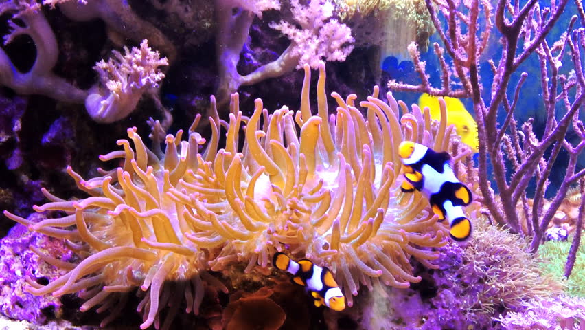 clown fish tank