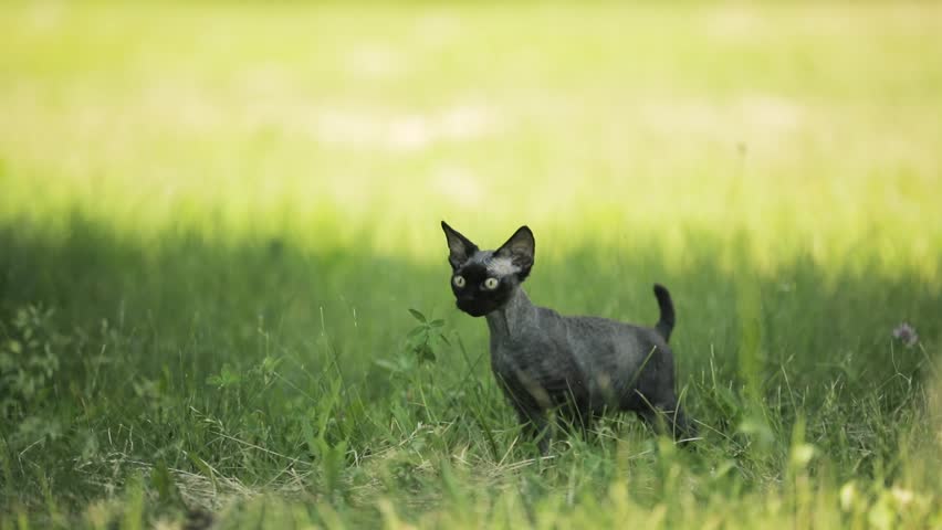 Video Stok Funny Young Gray Devon Rex (100% Tanpa Royalti 