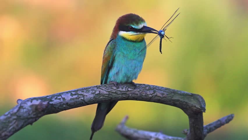 colored bird holds a blue dragonfly on the beak sitting on a branch