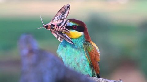 exotic wild bird holds a large butterfly in a beak