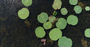 Water lilies on the water, a lake or a swamp, an aerial video.