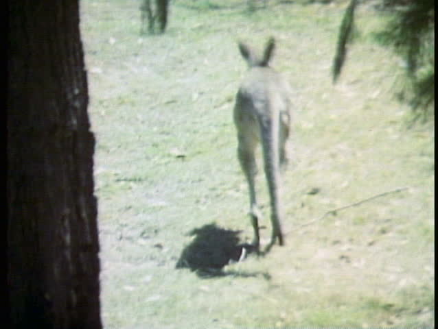 SYDNEY, AUSTRALIA, 1985, Kangaroo, one hopping, Australia