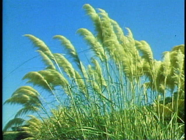 SOUTH ISLAND, NEW ZEALAND, 1985, Toy toy bush against blue sky, medium close up