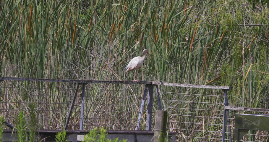 A young white ibis cleaning itself.