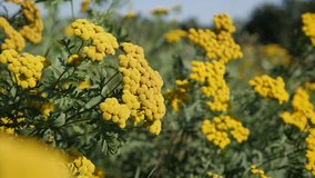 Field of Tansy Tanacetum vulgare flower slow-mo footage