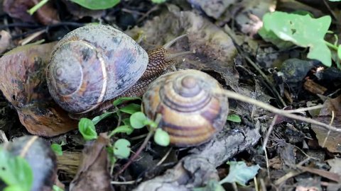 brown long big snail round shell with stripes and with long horns crawling in the garden
