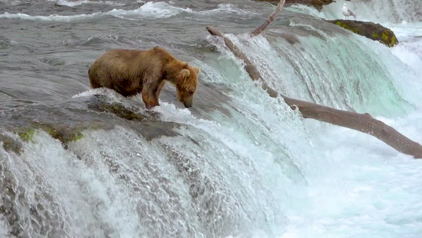 Brown bear Waiting at the Edge of Brooks falls to Catch Salmon Jumping up at Katmai National Park, Alaska | Shutterstock HD Video #1013893298