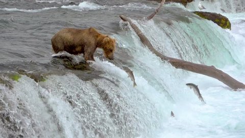 Brown bear Waiting at the Edge of Brooks falls to Catch Salmon Jumping up at Katmai National Park, Alaska