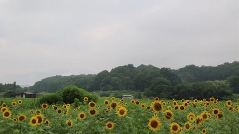 sunflower field, japan
