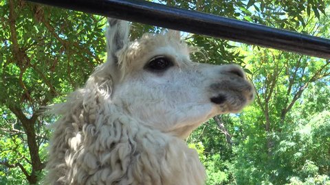 Kherson region, Ukraine - 3d of June 2018: 4K Tour to the Askania-Nova reserve - Close up cute face of Llama with big black eyes

